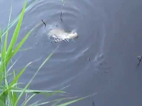 Dikke vis 26 07 2012 002