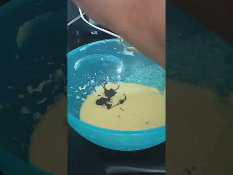 Cup cake recipe🍰🍫(#yummy #brownie #chocolate #nutscake #braking #sweet #brownie #cake