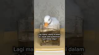 Download lagu bebek ini makan udang dalam air #shorts #short mp3 Download lagu bebek ini makan udang dalam air #shorts #short mp3