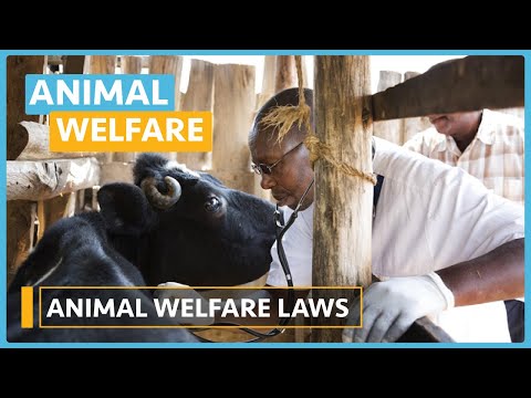 Animal Welfare Lesson 1 What is Animal Welfare