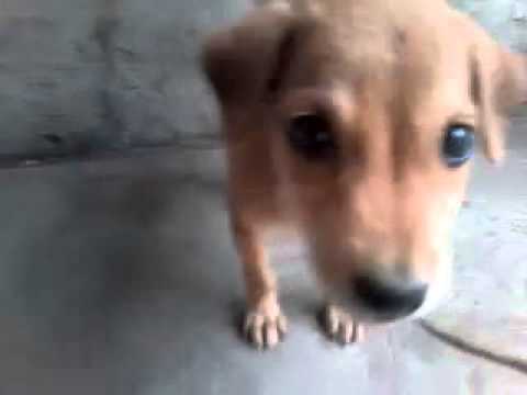Gowtham kutty dog