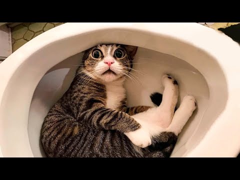 Funny Animals 2022 😂 - Cute Dogs and Cats Doing Funny Things