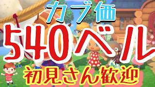 【あつ森】カブ価540ベル島など　ライブ参加型