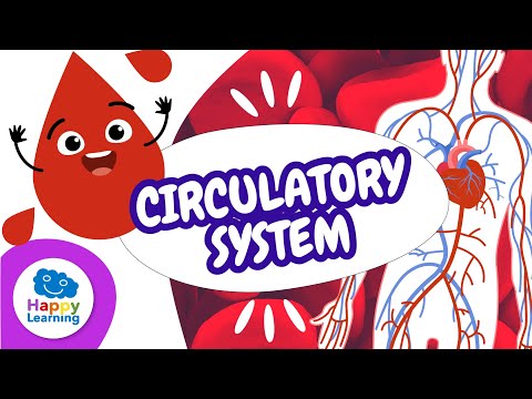 ❤️🩸 The Circulatory System | Educational Videos for Children | ‪@HappyLearningENG‬