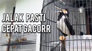 Download lagu How to care for the Uren starling so that it sings well mp3 Download lagu How to care for the Uren starling so that it sings well mp3