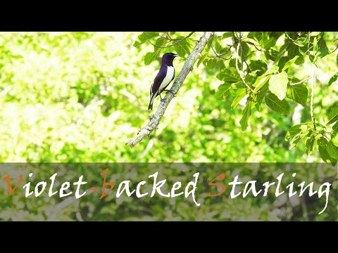Liskavec ametystový (Cinnyricinclus leucogaster) — starostlivosť, voliéra a kŕmenie