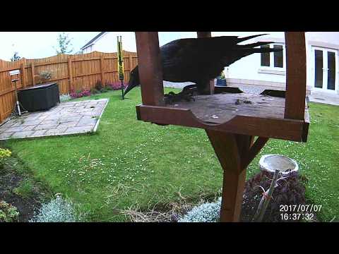 Crow Steals Bird Feeder