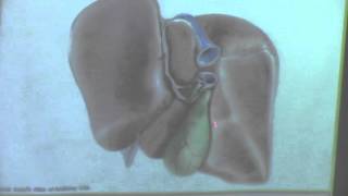 13-[Abdomen] Dr.Doaa (Extra hepatic billiary passages-Subphrenic spaces) 20-3-2016