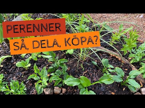 PERENNER - Köpa, så, dela, plantera. Lång blomning? Tips och lärdomar från mina rabatter.
