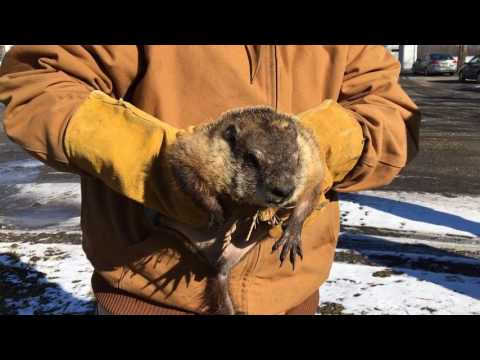 Groundhog Day at Space Farms