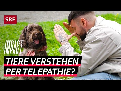 Talking to Animals – The Business of Animal Communication | Impact | SRF