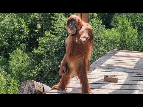 Des rencontres amusantes avec des singes à voir absolument 🦍 des vidéos d'animaux les plus drôles 2025 !