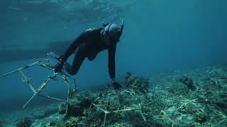 Sheba HOPE GROWS | HOPE Reef Timelapse