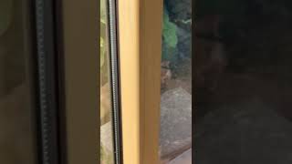 猫 大好きでーす