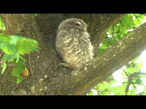 RP Little Owl chick 3