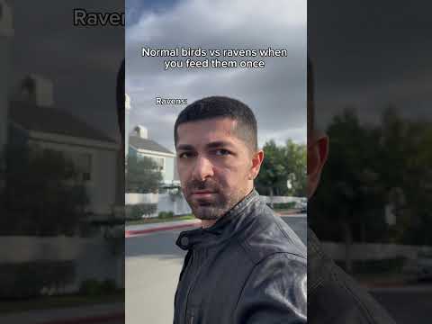 Normal birds vs ravens when you feed them once. #shorts #skit #funny