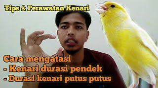 Download lagu Effective..!! How to overcome the canary's intermittent duration || Automatically roll for a long... mp3