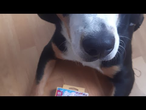 Unboxing des nächsten Playmobil Everdreamerz-  Überraschungsgastes für Folge 4 mit dem echten Bruno!