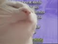 Gato Dançando Ao Som De Telecurso 2000