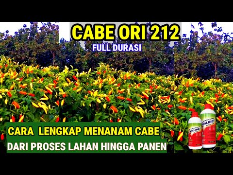 COMPLETE HOW TO PLANTING CHILI FROM LAND PREPARATION TO HARVEST [ ORIGINAL 212 ] 9