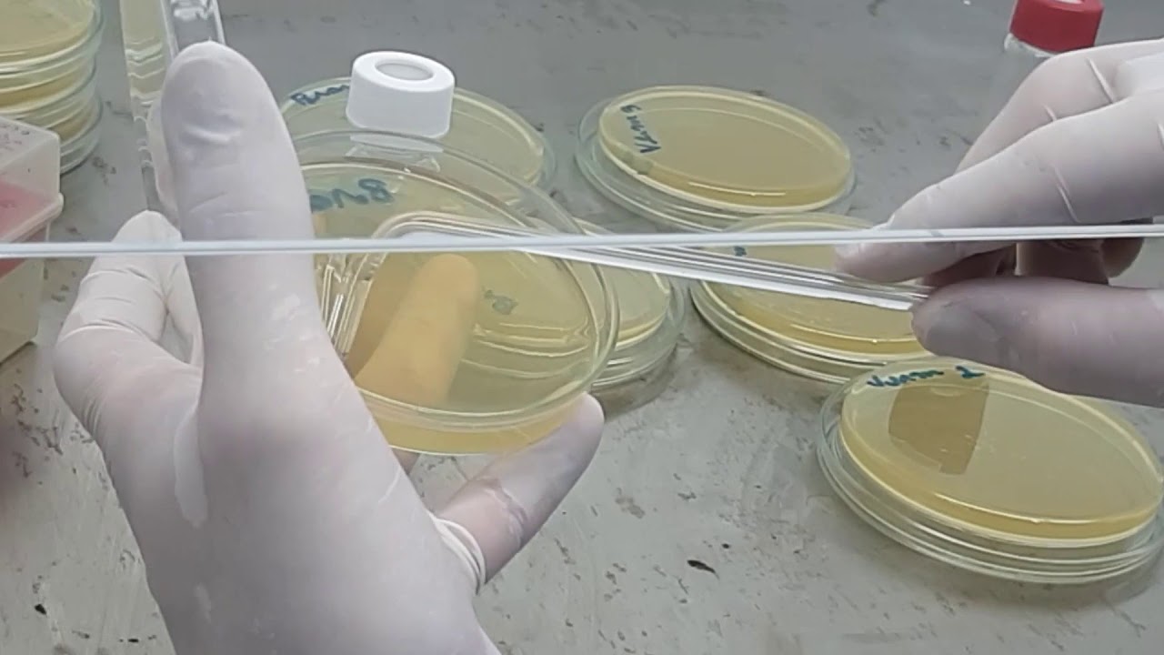 Videoaula 2 - Semeadura e crescimento de microrganismos