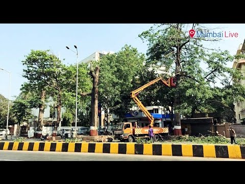 छाटणीच्या नावाखाली झाडांची सर्रास कत्तल