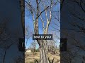Planting Trees Too Close To Your Home