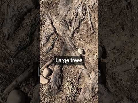 Planting Trees Too Close To Your Home
