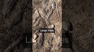 Planting Trees Too Close To Your Home