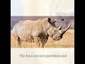 Poachers Enter Lion Territory Nature Strikes Back