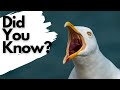 Things You Need To Know About HERRING GULLS