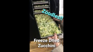Freeze dried Zucchini noodles!  Zoodles - Making freezer space - Harvest Right