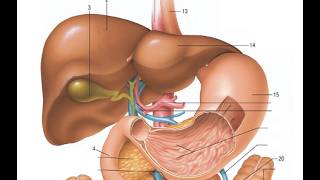 Insulin and Glucagon at Work