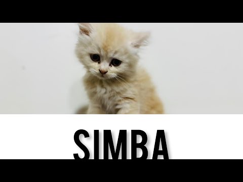 A Quick Guide About Simba | Eshaan Shamseer