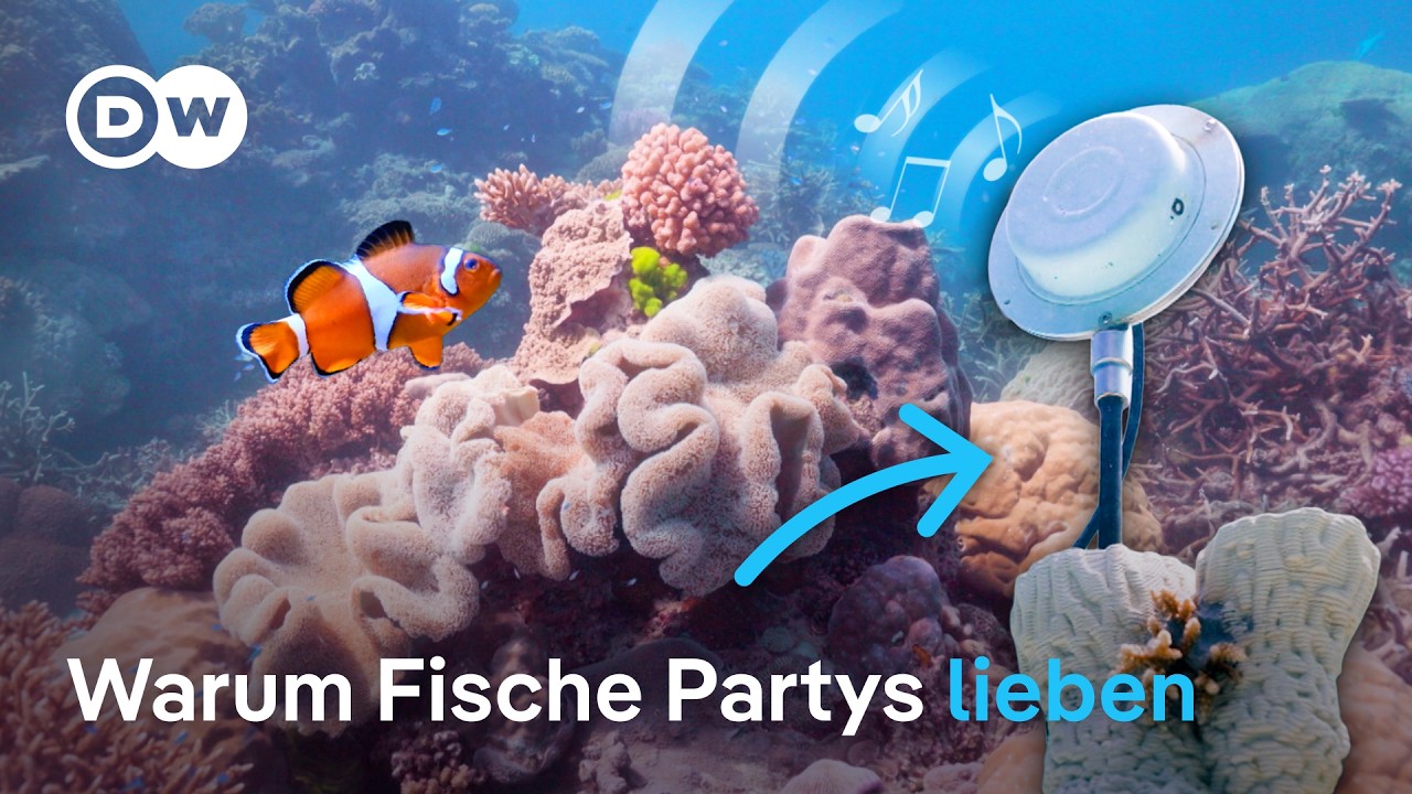 Können Geräusche geschädigte Korallenriffe retten?