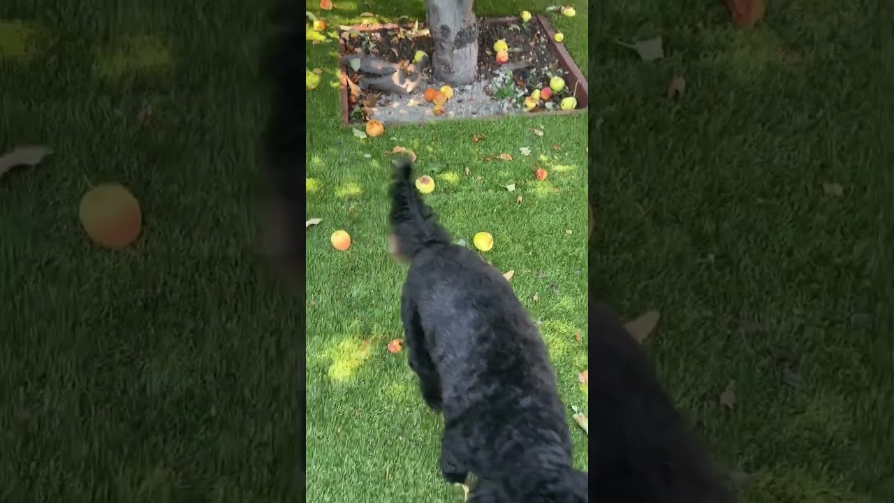 So we have 3 huge owls that apparently live on our property and Chance sees them all the time