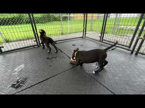 Samia, Salem and Storm