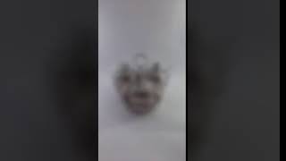 base giratoria salsera