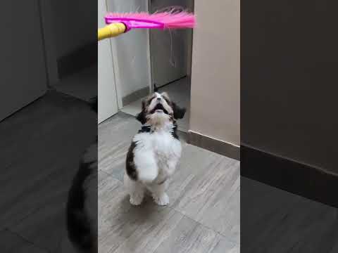 Safayi abhyaan #shorts #youtubeshorts #ytshorts #dog #puppy #doglover #comedy #viral #video #pets