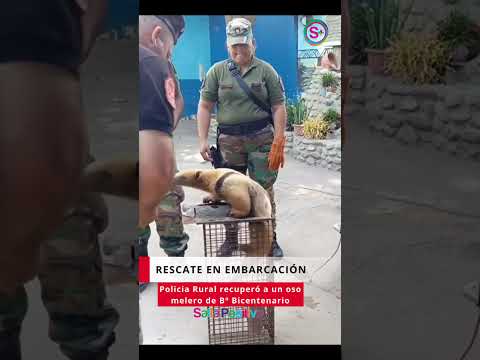 Rescatan a un oso melero en Embarcación