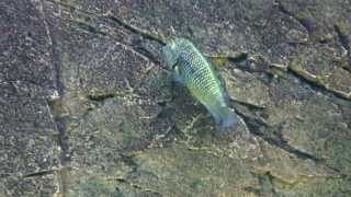 Tropheus moorii Murago 