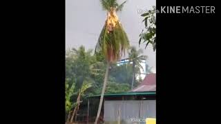 Download lagu Amazing!!! Detik2 petir menyambar pohon kelapa mp3 Download lagu Amazing!!! Detik2 petir menyambar pohon kelapa mp3