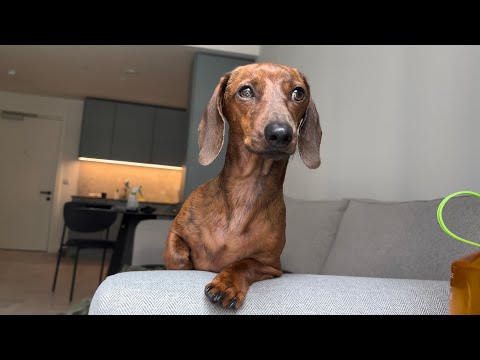 Is mini dachshund standing, sitting or lying down?