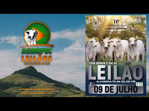 Agropecleiloes.com - AO VIVO - LEILÃO GADO DE CORTE | TERRA PRÓSPERA LEILÕES-ALVORADA-TO 09/07/2026
