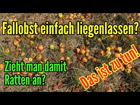 Zieht Fallobst Ratten an? Fallobst liegenlassen oder entsorgen? So kannst du Fallobst entsorgen