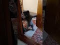 #meow #fyp #cat #foryoupage #funnycats #kitty #catslovers #Animism #fuunyvideo #mycat by watts.on.on
