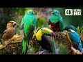 The Most Stunning Nature And Relaxing Bird Sounds To Relieve Stress And Beat Anxiety Calm Time