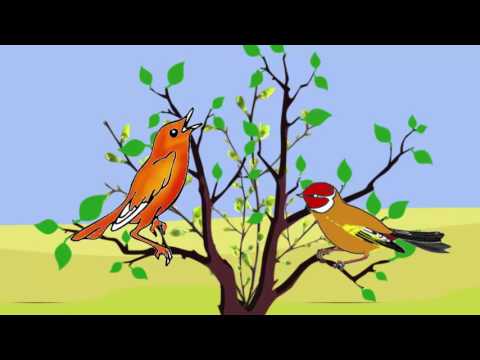 Słowik i szczygieł