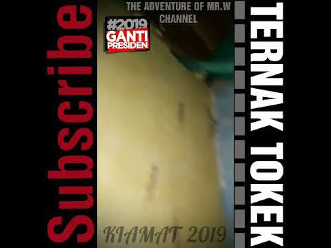 Ternak Tokek 🤔🤔🤔 (MR.W 464)