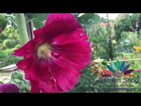 My beautiful red hollyhock flower plant from seeds by internet